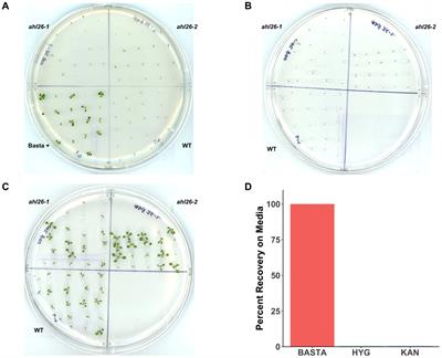 The ability of Arabidopsis to recover from Basta and its application in isolating Cas9-free mutants